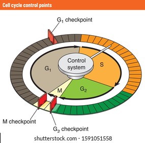 Control of the cell cycle - Calculation of chromosome number in cell cycle