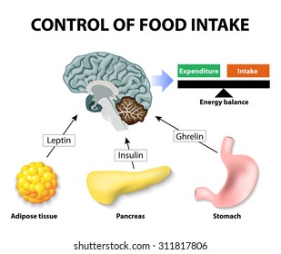 Control of food intake. Human hormones. Leptin, insulin and Ghrelin