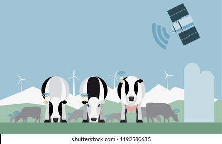Control of a herd of cows on a dairy farm via satellite. Smart farming. 