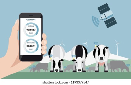 Control of a herd of cows on a dairy farm via satellite. Smart farming. 