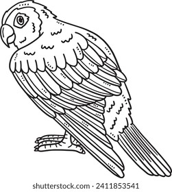 Conure Bird Isolated Coloring Page for Kids