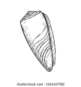 Conus sea shell. Hand drawn sketch style vector drawing. Isolated on white background. Retro design. Vector illustration.