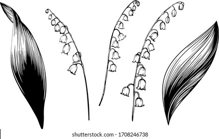  Convallaria majalis. Flowers and leaves of the Lily of the valley. Set for spring design of postcards, maps, posters. Vector illustration. 