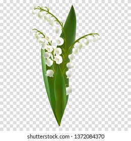 Convallaria majalis - Lilly of the valley. Hand drawn vector illustration of a bouquet of white spring flowers and lush foliage