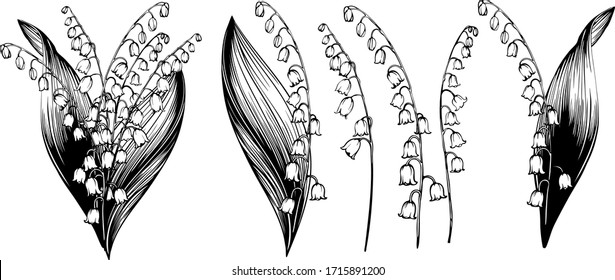 Convallaria majalis. Lily of the valley may. Flowers and leaves of the Lily of the valley. Set for spring design of postcards, maps, posters. Vector illustration. 