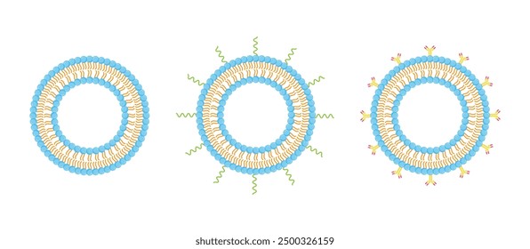 Conventional Liposome, PEGylated Liposome and Antibody-modified liposomes. Phospholipids, Drug encapsulation. Vector illustration.