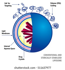 Conventional And Sterically-Stabilized Liposome. Medical Vector Illustration Of Liposomes Drug Delivery System