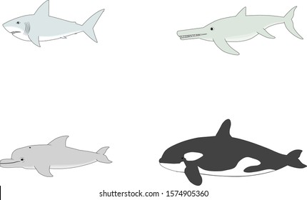 Convergent evolution of shark, ichthyosaurus, dolphin and killer whale
