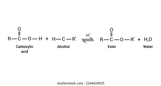 conversion of carboxylic acids to esters using acid and alcohols.