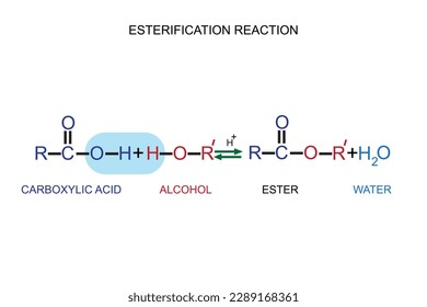 conversion of carboxylic acids to esters using acid and alcohols. Esterification reaction. chemistry concept. organic chemistry.