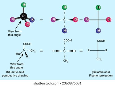 The conversion to fischer projection