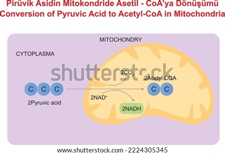 Conversion of Pyruvic Acid to Acetyl-CoA in Mitochondria Stock photo © 