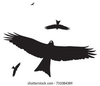 A convocation of eagles flying high in the sky targeting an easy prey