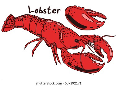 Cooked boiled red lobster in a shell and claw. Hand drawn isolated illustration set with the inscription on a white background