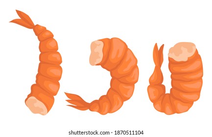 Cooked Headless Shrimp or Prawn as Crustaceans Seafood Vector Set