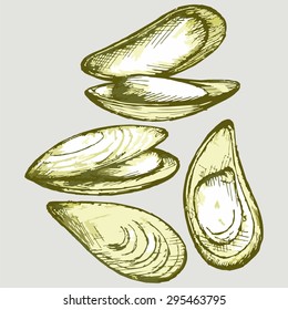 Cooked lipped mussel. Seafood. Vector Image