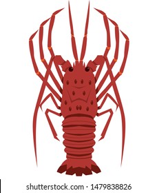 cooked lobster isolated on white