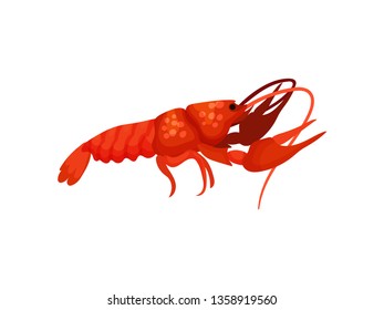 Cooked lobster on white background. Vector illustration.