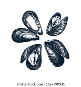 Cooked mussels illustrations. Shellfish and seafood restaurant design element. Hand drawn mussels sketch isolated on white background. For menu, recipes, logos, flyer or invitation.