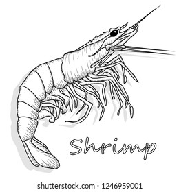 Cooked prawn or tiger shrimp vector illustration monochrome  isolated on white background as package design element.