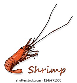 Cooked prawn or tiger shrimp vector illustration isolated on white background as package design element.