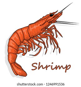 Cooked prawn or tiger shrimp vector illustration isolated on white background as package design element.