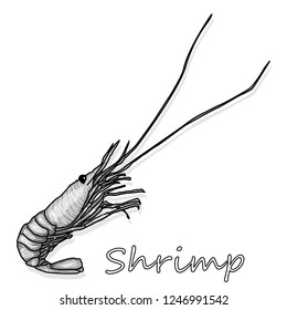 Cooked prawn or tiger shrimp vector illustration isolated on white background as package design element.