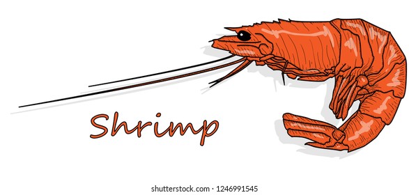 Cooked prawn or tiger shrimp vector illustration isolated on white background as package design element.