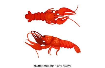 Cooked Red Lobster as Large Marine Crustacean with Muscular Tail and Claw Pair Vector Set