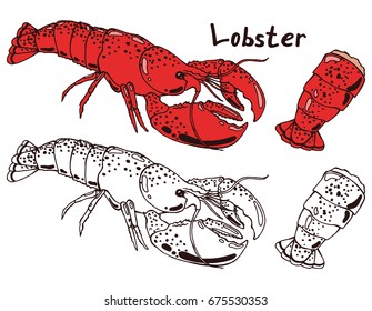 Cooked Sea Lobster In A Shell With Claws And Boiled Lobster Tail In Scales With Meat. Hand Drawn Isolated Illustration With The Inscription On A White Background