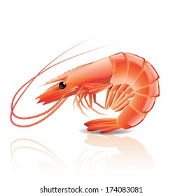 Cooked Shrimp Isolated On White Photo-realistic Vector Illustration