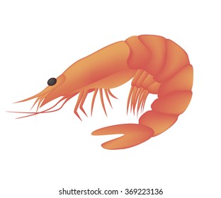 Cooked shrimp isolated on white background. Seafood menu for meal or dinner. Healthy eating. Marine product. Design for restaurant menu, logo, promo poster, flyer or product packaging.Vector