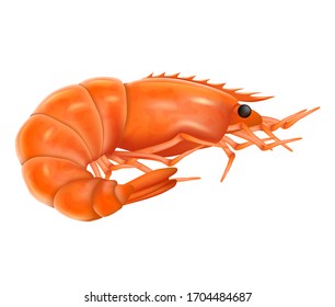 Cooked shrimp realistic vector illustration. Boiled shrimp isolated on a white background. Fresh sea food.