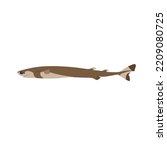 The cookiecutter shark, Isistius brasiliensis is also known as the cigar shark. 