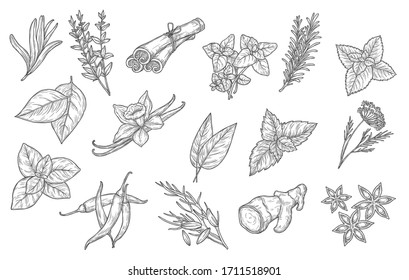 Cooking spices and herb seasonings, vector sketch icons. Herbal condiments and culinary flavorings, cinnamon, vanilla and chili pepper, anise and mint, basil, oregano and bay leaf, dill and parsley