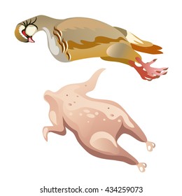 Cooking wild birds. Vector.