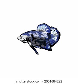 cool betta fish vector design on white background