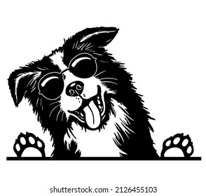 Cool border collie portrait with sunglasses