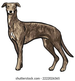 Cool Dog Pet Colored Drawing