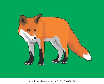 cooler Fuchsvektor mit orangefarbener Farbe