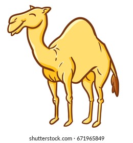 Cool and great camel standing - vector.