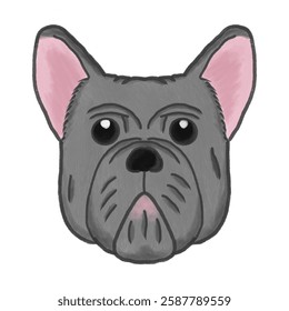 A cool grey french bulldog with cute eyes