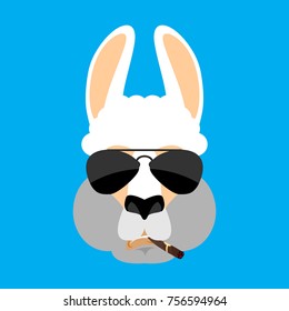 Cool Lama Alpaca serious face avatar. Animal smoking cigar emoji. Beast strict. Vector illustration