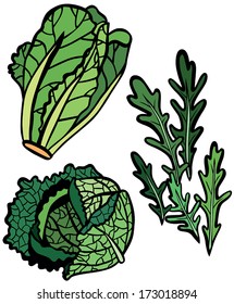 Cool Lettuce Selection Set: Rocket, Savoy Cabbage and Romaine