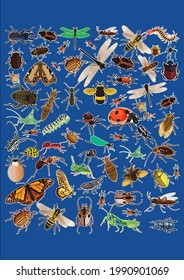 Gran cantidad de fallos Funny Insect Lover Entomólogo Boy Vector Ilustración Diseño Gráfico para Documento e Impresión