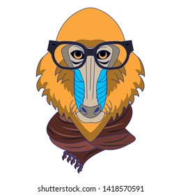 Cool mandrill with glasses and scarf fashion accesories cartoon vector illustration graphic design