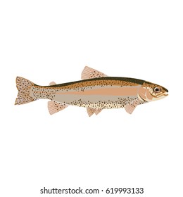 cool natural flat trout in vector format