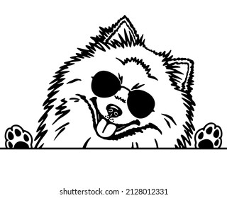 Cool Pomeranian spitz with sunglasses, pet portrait