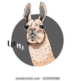 Cool poster. Portrait of a cheerful llama. The inscription Lama. Greeting card, t-shirt composition, hand-drawn print style. Vector illustration