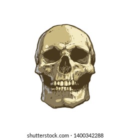Cool realistic color skull tattoo hand drawn illustration